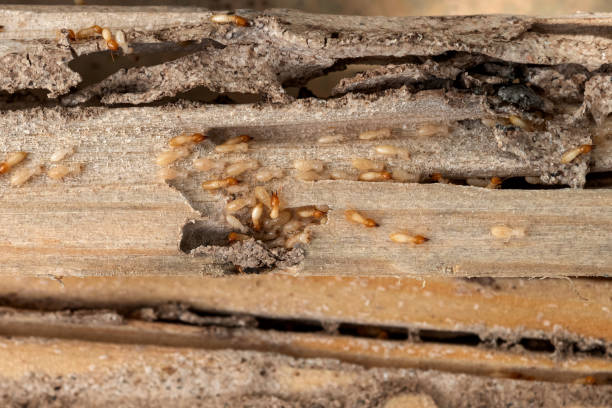 Best Mosquito Control Services  in Creighton, NE